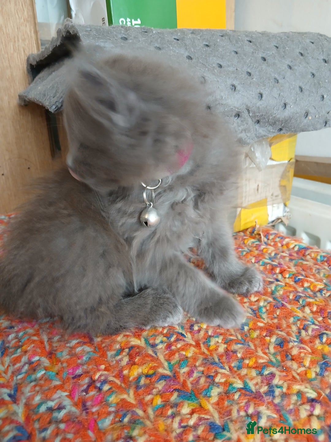 Mixed Breed cats for sale: 3 [remaining] girl kittens looking for new homes - Image 15