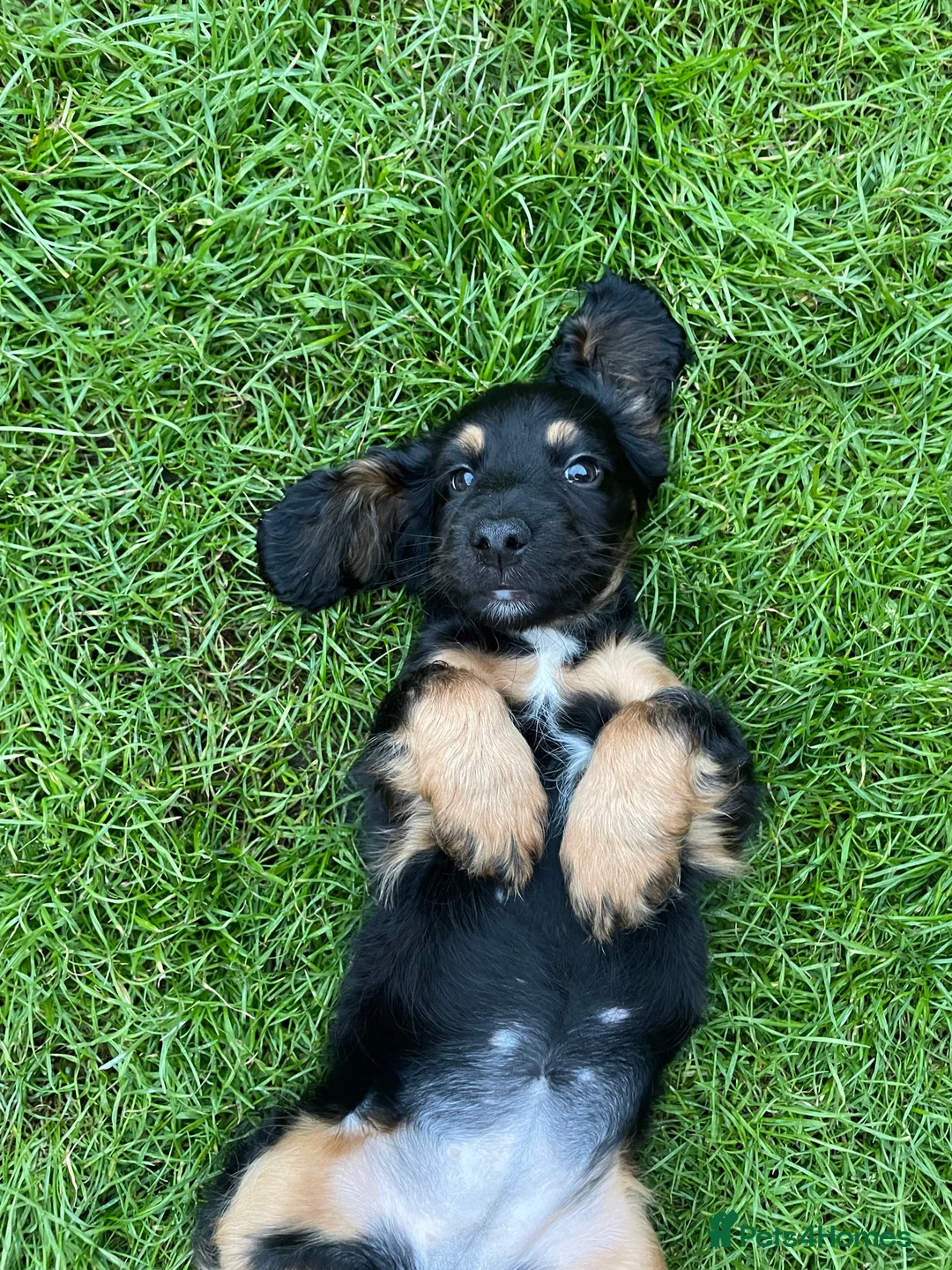 Cocker Spaniel dogs for sale: Mabel - Advert 4