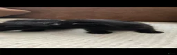 Mixed Breed cats for sale: Beautiful black male kitten !!! in Thornton-Cleveleys - Advert 4