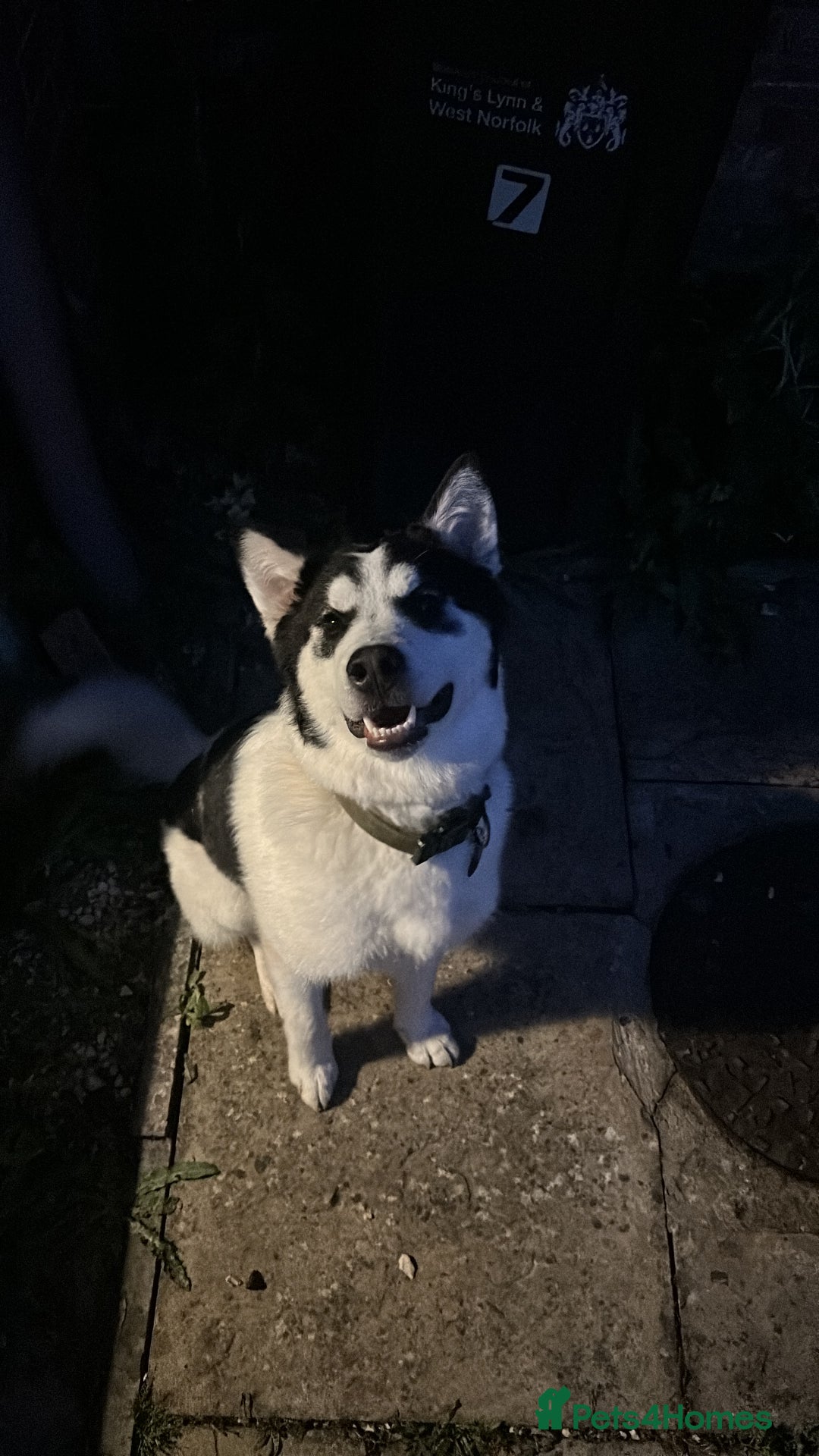 Mixed Breed dogs for sale: Husky cross malamute for sale - Image 1
