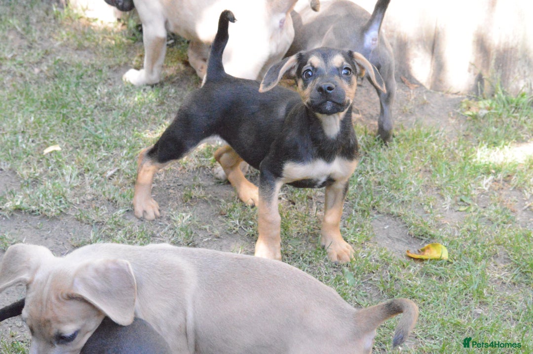 Mixed Breed dogs for sale: Mixed Breed Pups - Image 20