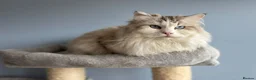 Ragdoll cats for stud: Ragdoll stud - Advert 8