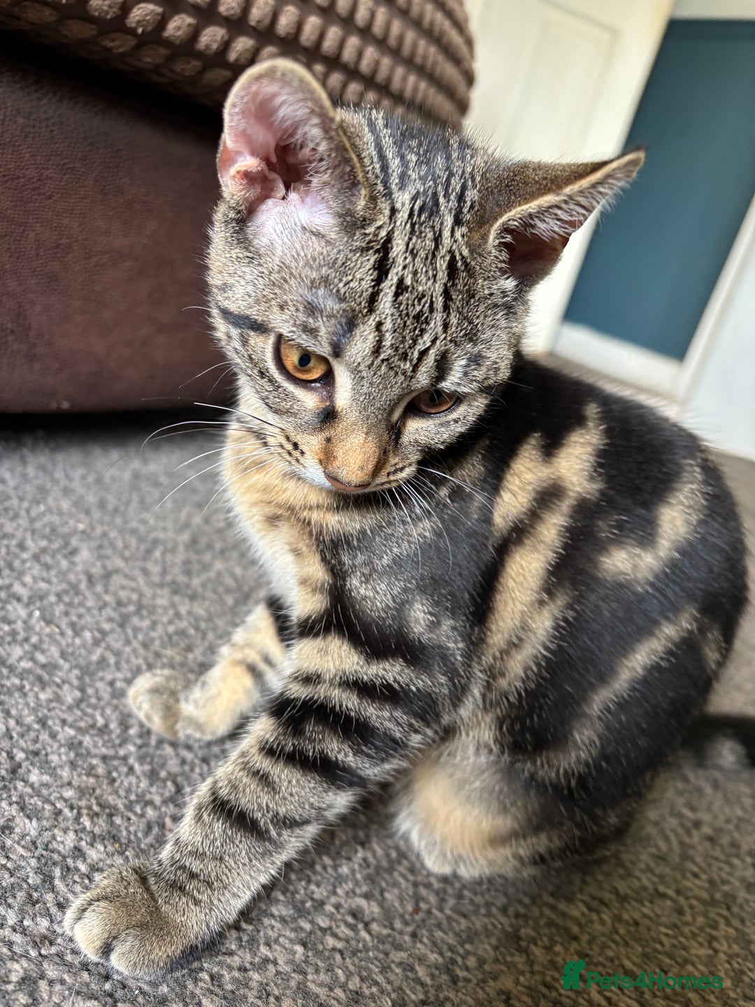 Mixed Breed cats for sale: 2 beautiful female kittens - Image 12