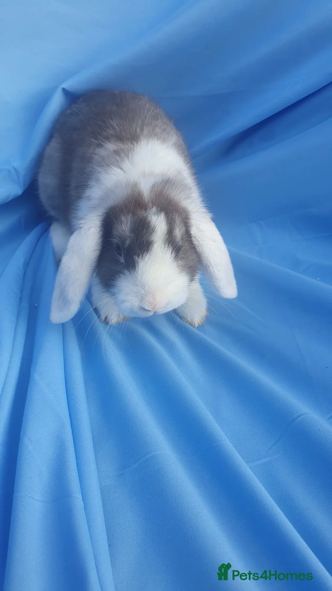 Mini Lop rabbits for sale: Mini lop  - Advert 1
