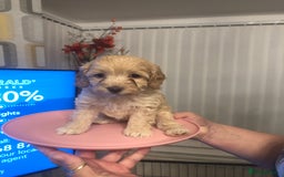 Cockapoo dogs for sale: Miniature Cockapoos F1B  - Image 3
