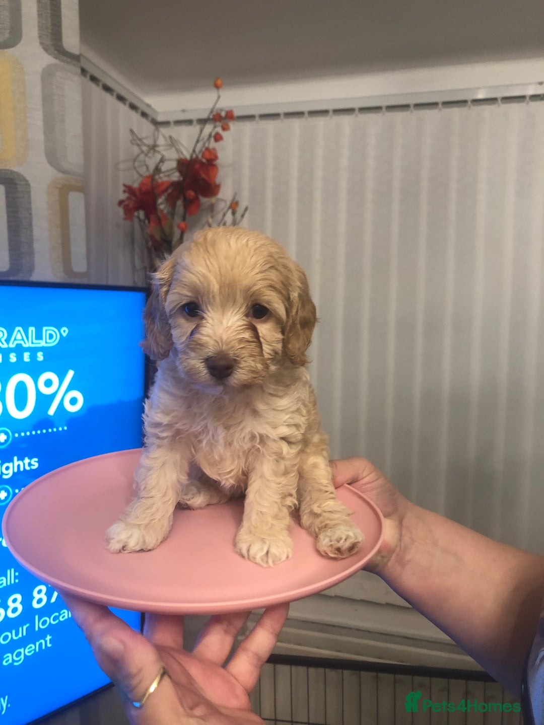 Cockapoo dogs for sale: Miniature Cockapoos F1B  - Image 3