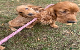 Cocker Spaniel dogs for sale: Cocker spaniel puppies  - Image 9