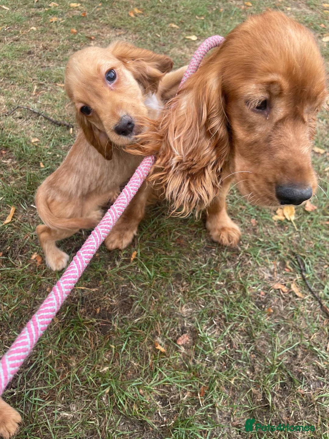 Cocker Spaniel dogs for sale: Cocker spaniel puppies  - Image 9
