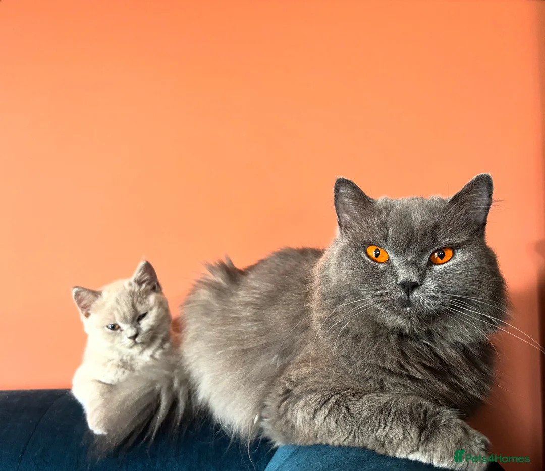 British Shorthair cats for sale: British shorthair new born kittens in London - Advert 2