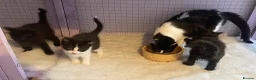 Ragdoll cats for sale: Ragdoll Cross long coated kittens - Advert 11