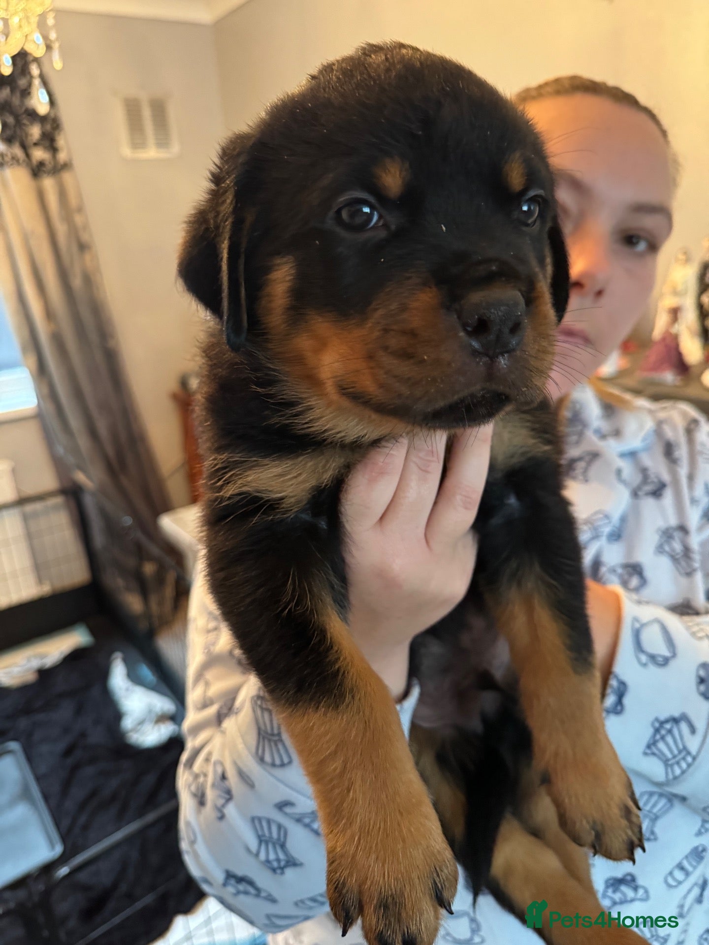 Rottweiler dogs KC Srb Rottweilers 19 champion winning bloodlines - Advert 2