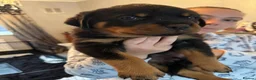 Rottweiler dogs for sale: KC Srb Rottweilers 19 champion winning bloodlines - Advert 22