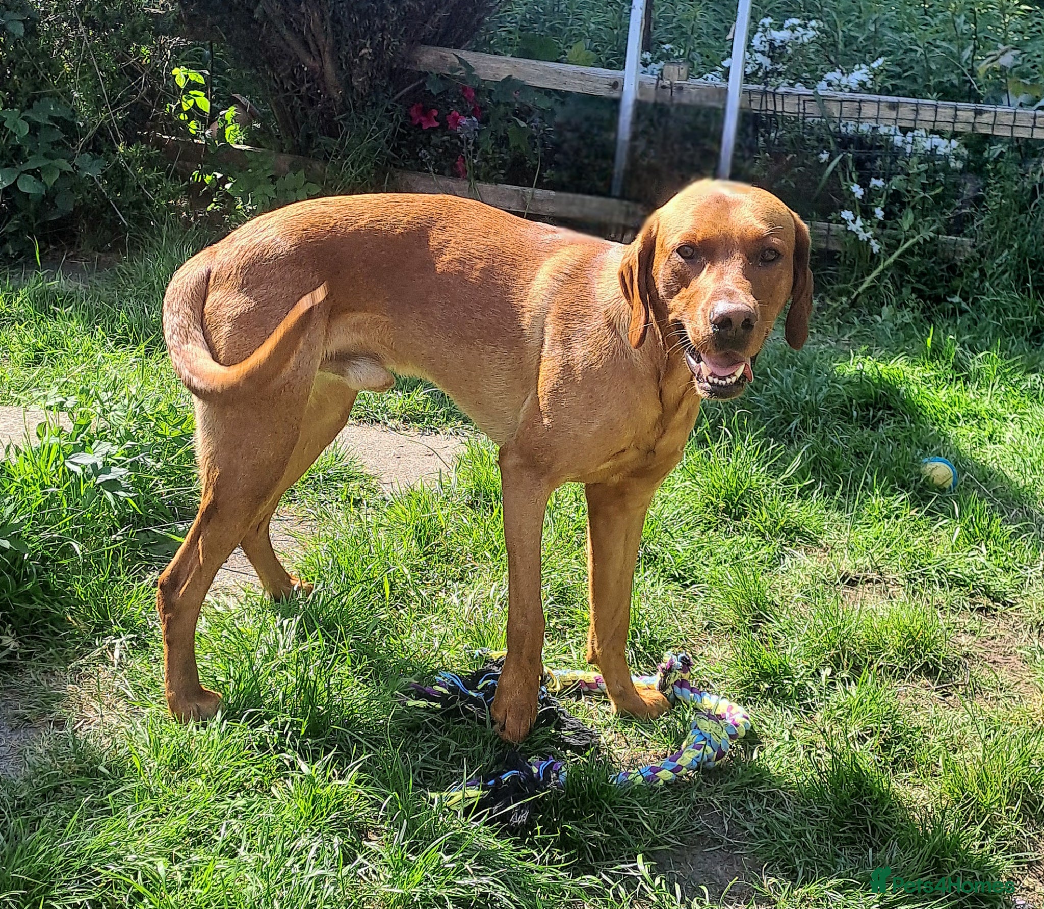 Labrador Retriever dogs for stud: STUD ONLY - Male fox red labrador retriever  - Advert 8