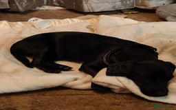 Patterjack dogs for sale: Puppy  - Image 2