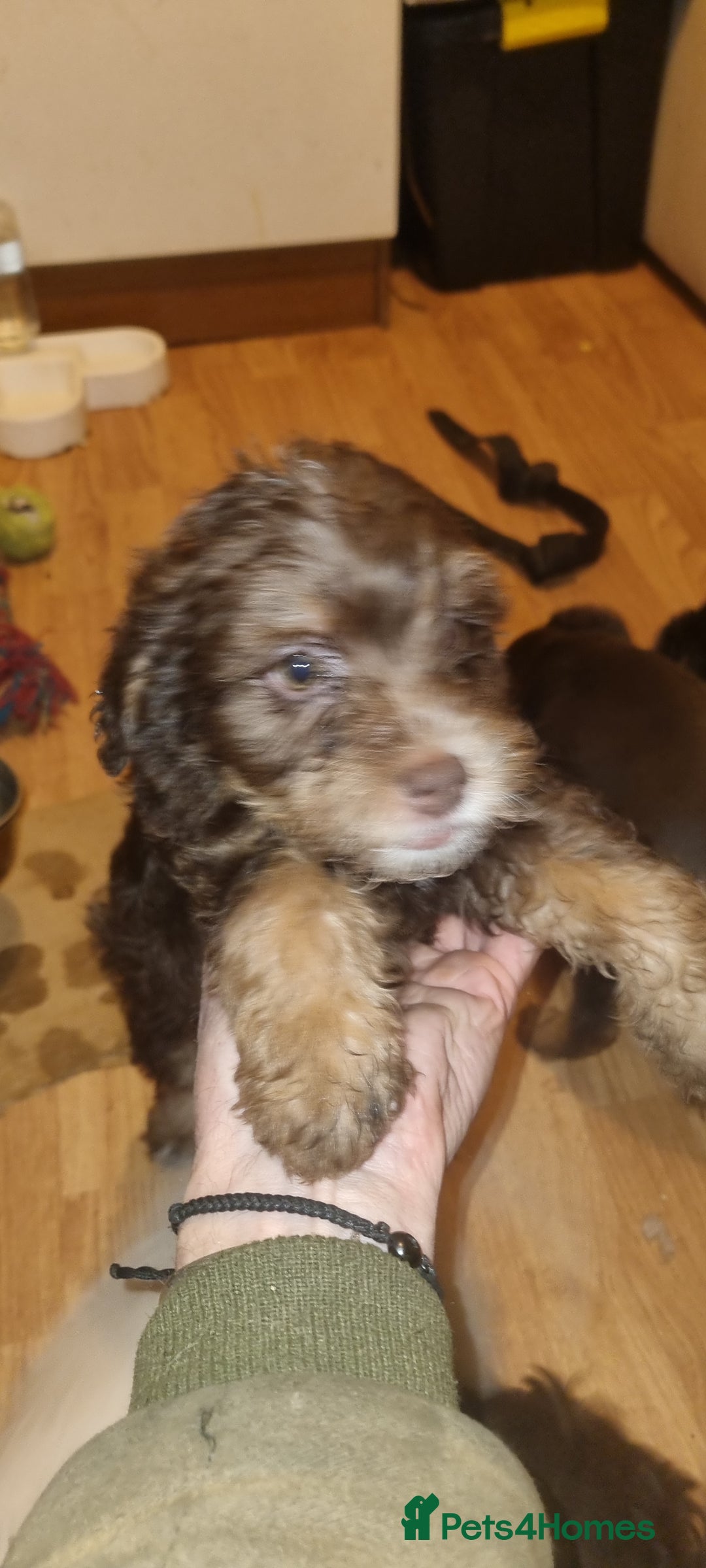 Westiepoo dogs for sale: WESTIEPOOS MAGiCAL X's SUPER SMOOTH SILKY n SOFT - Advert 8