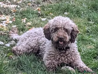 Cockapoo dogs F2 chocolate cockapoo stud - Advert 8