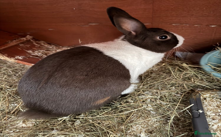 English rabbits - Advert 1