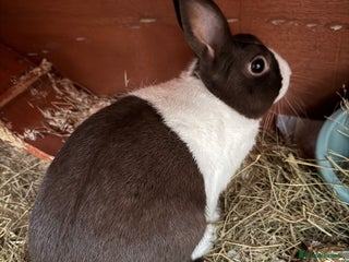 English rabbits - Advert 15