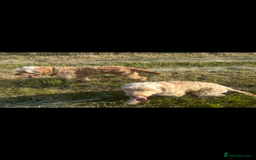 Cockapoo dogs for sale: Cockapoo  - Image 3