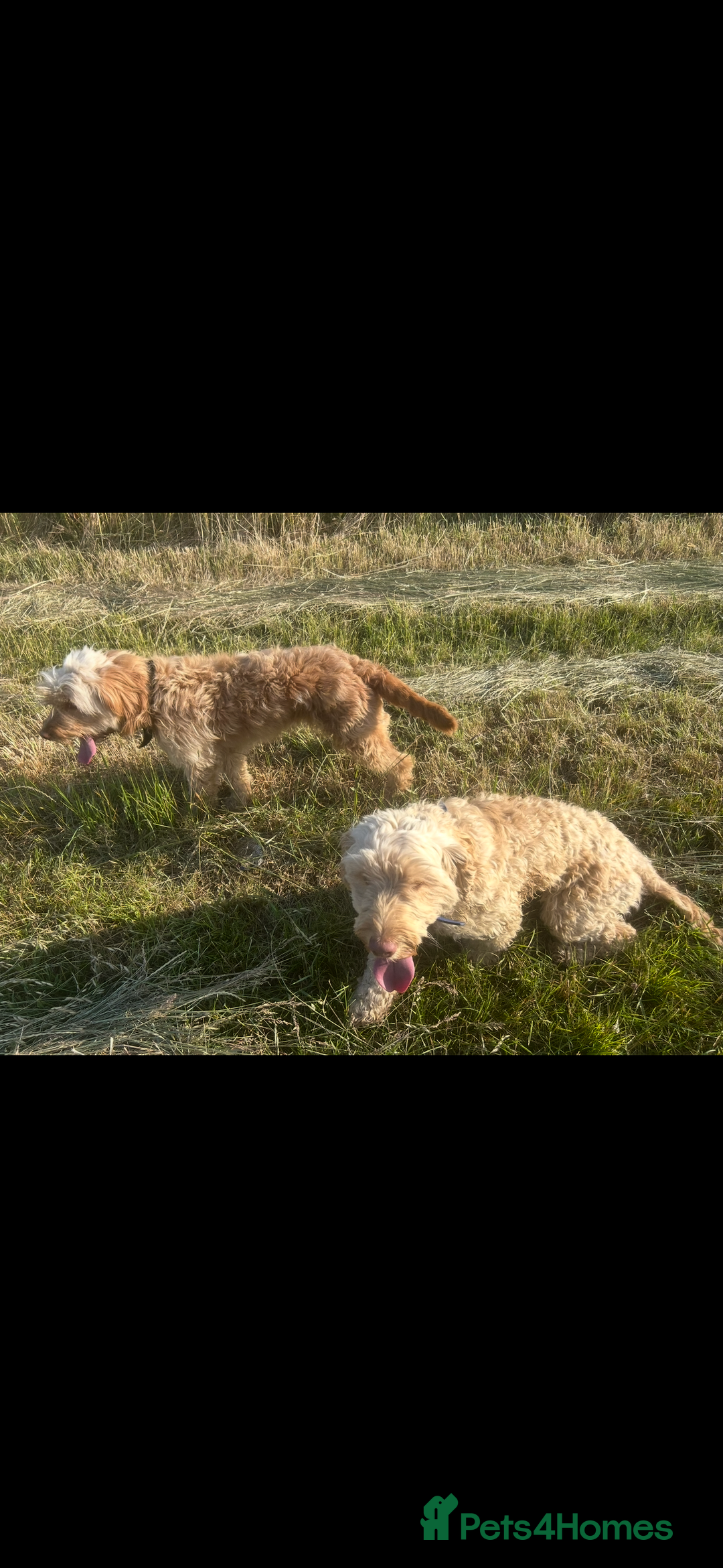 Cockapoo dogs for sale: Cockapoo  - Image 3