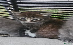 Persian cats for sale: Very beatifull perian kittens - Image 5