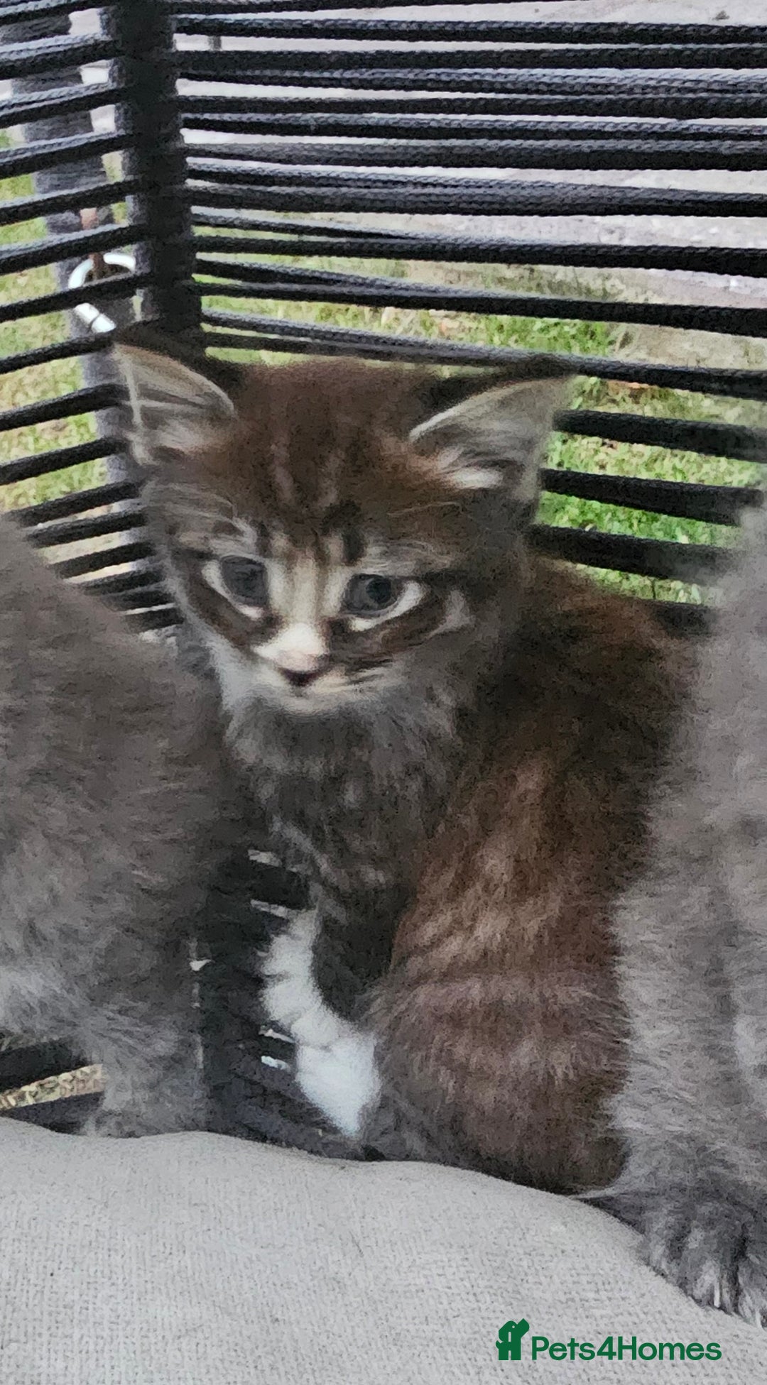 Persian cats for sale: Very beatifull perian kittens - Image 5