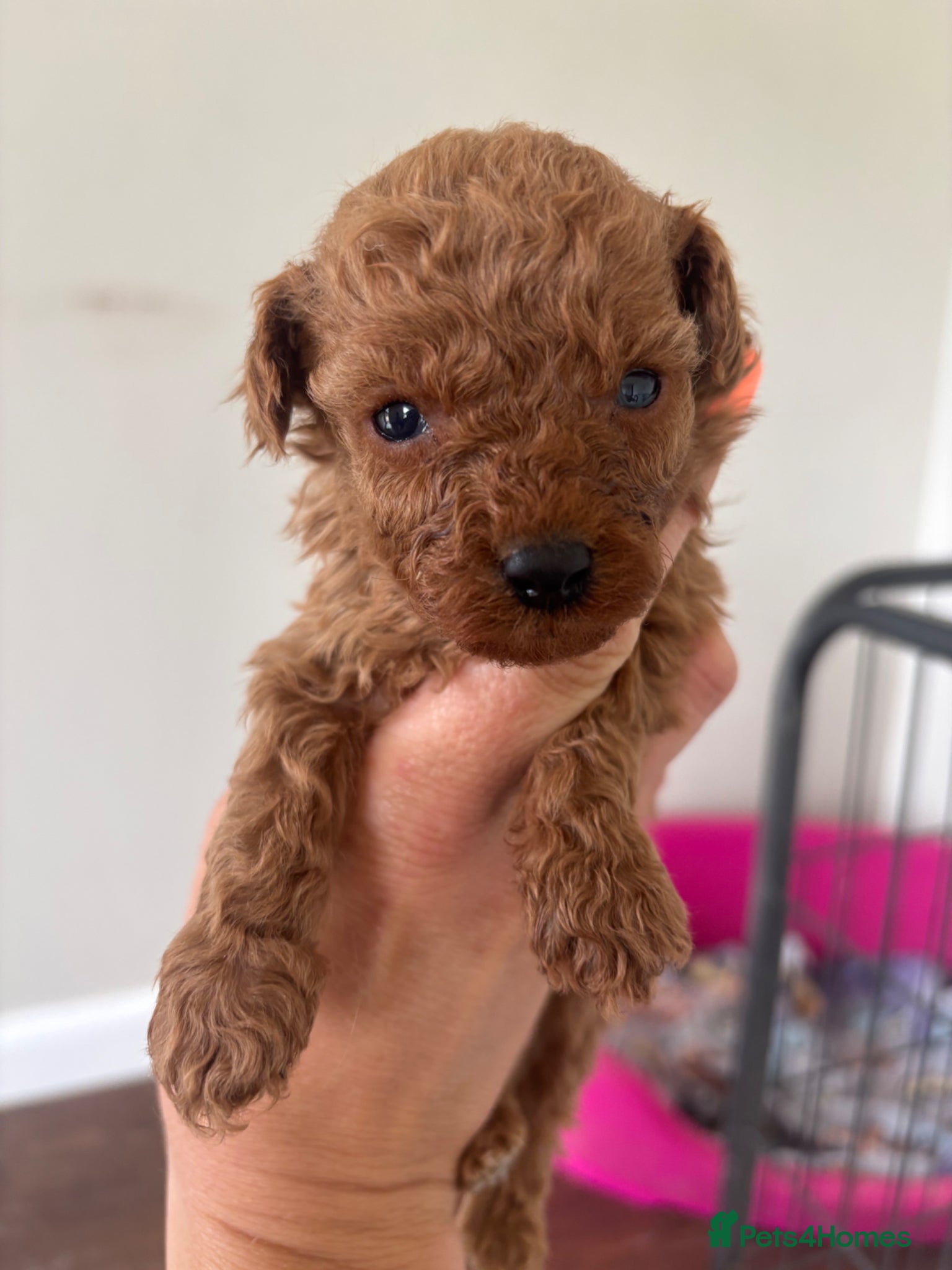 Miniature Poodle dogs Miniature Poodle puppies  - Advert 2