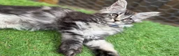 Maine Coon cats for sale: 5 Blue and Black smoke Maine Coon kittens left in Sudbury - Advert 28