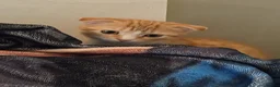 Scottish Fold cats for sale: scottish fold ginger female kitten for sale - Advert 2