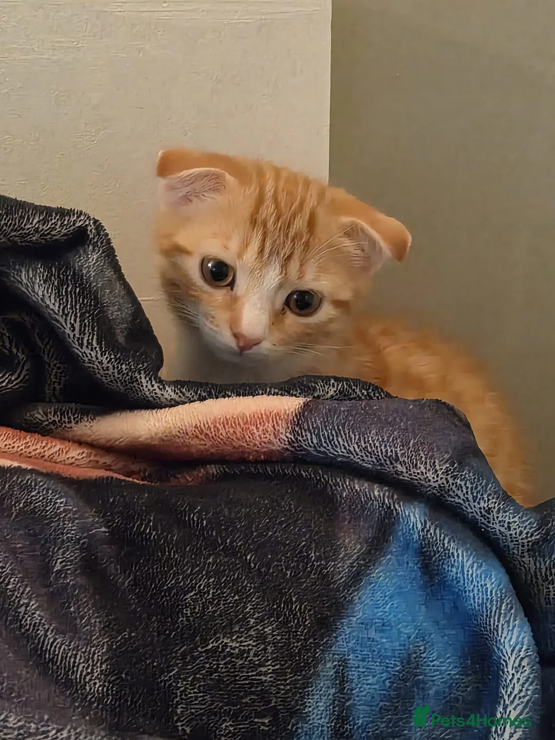 Scottish Fold cats for sale: scottish fold ginger female kitten for sale - Advert 2