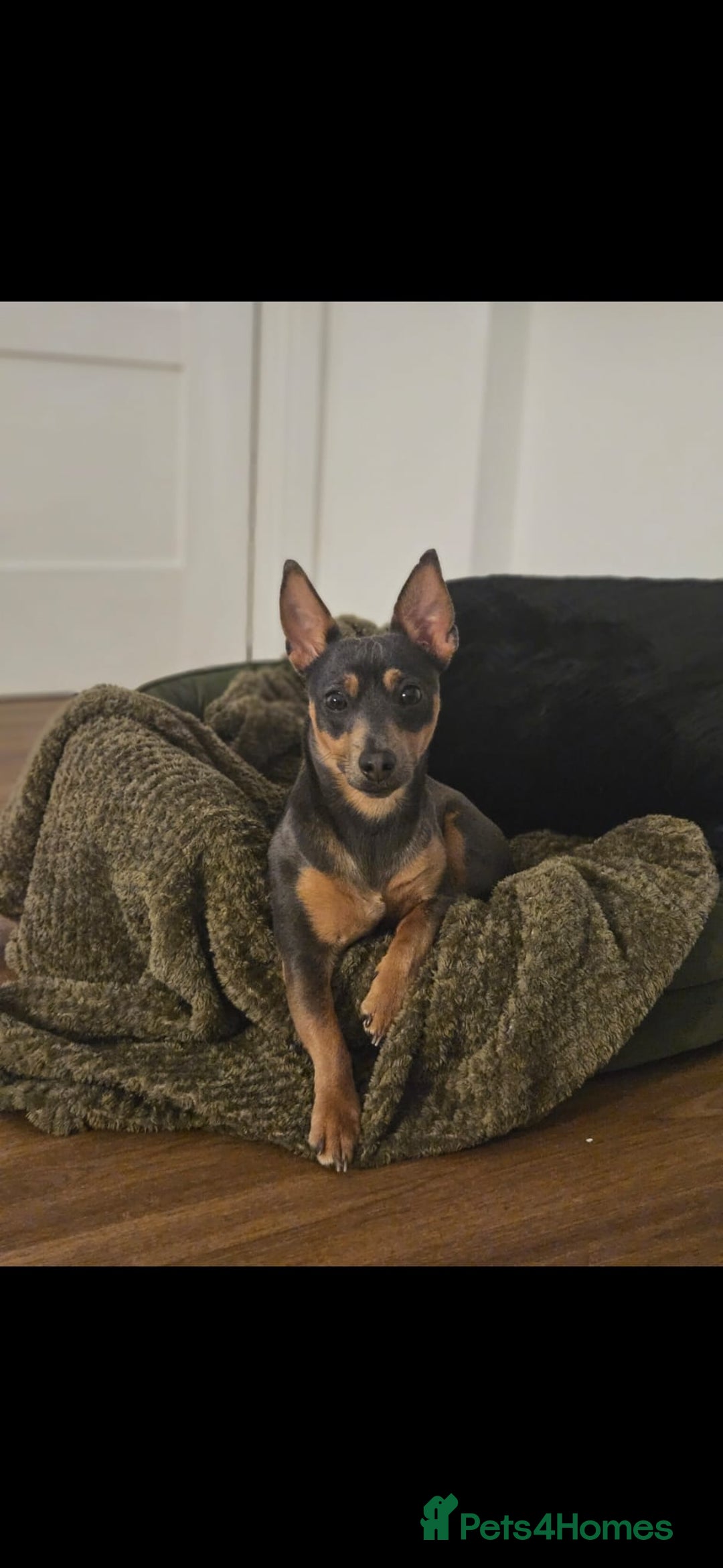 Jack Russell dogs for sale: Gorgeous Chunky Jack Russell Pups for sale - Advert 22