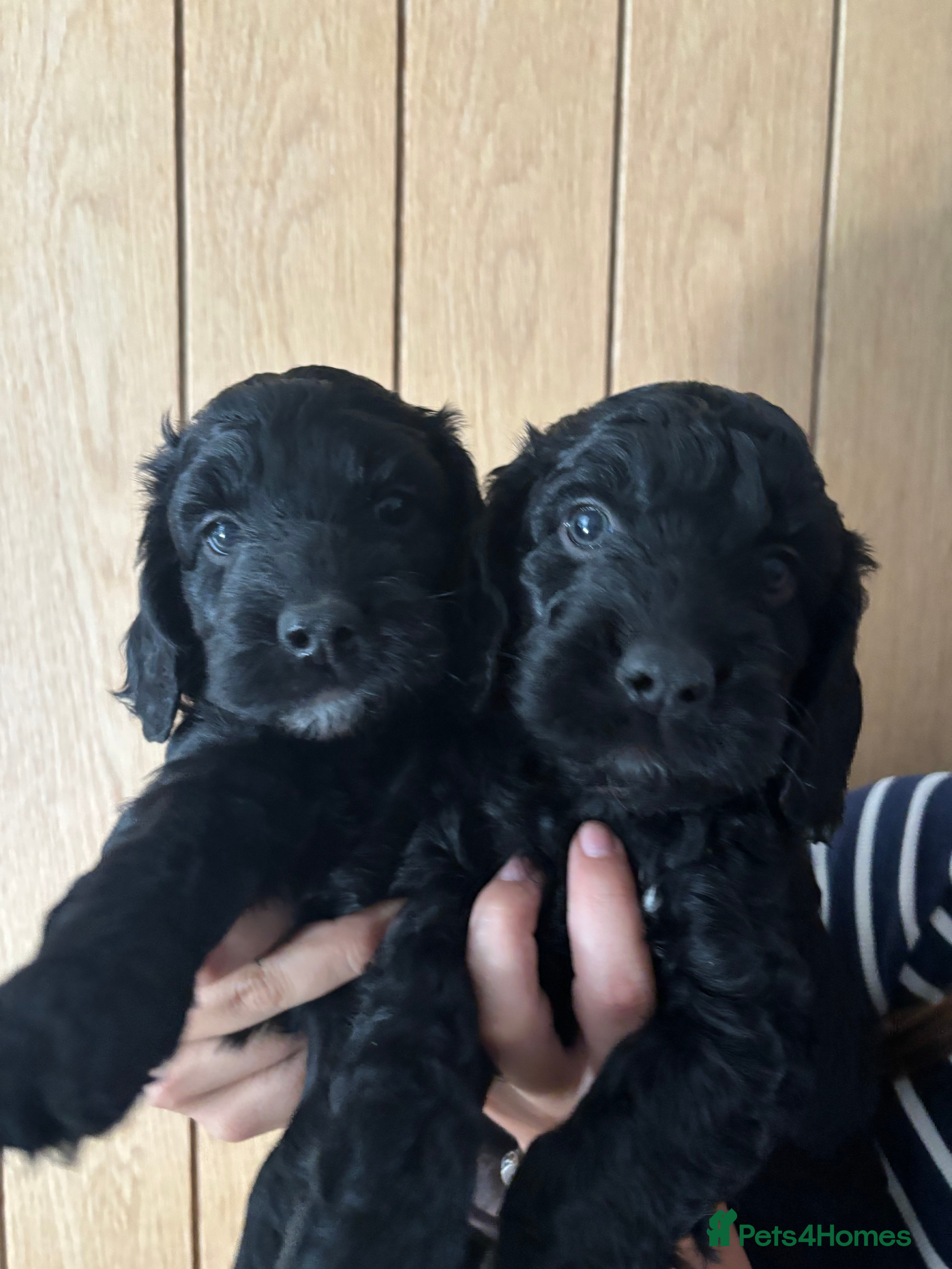 Cockapoo dogs Beautiful F1 Cockerpoo puppies - Advert 2