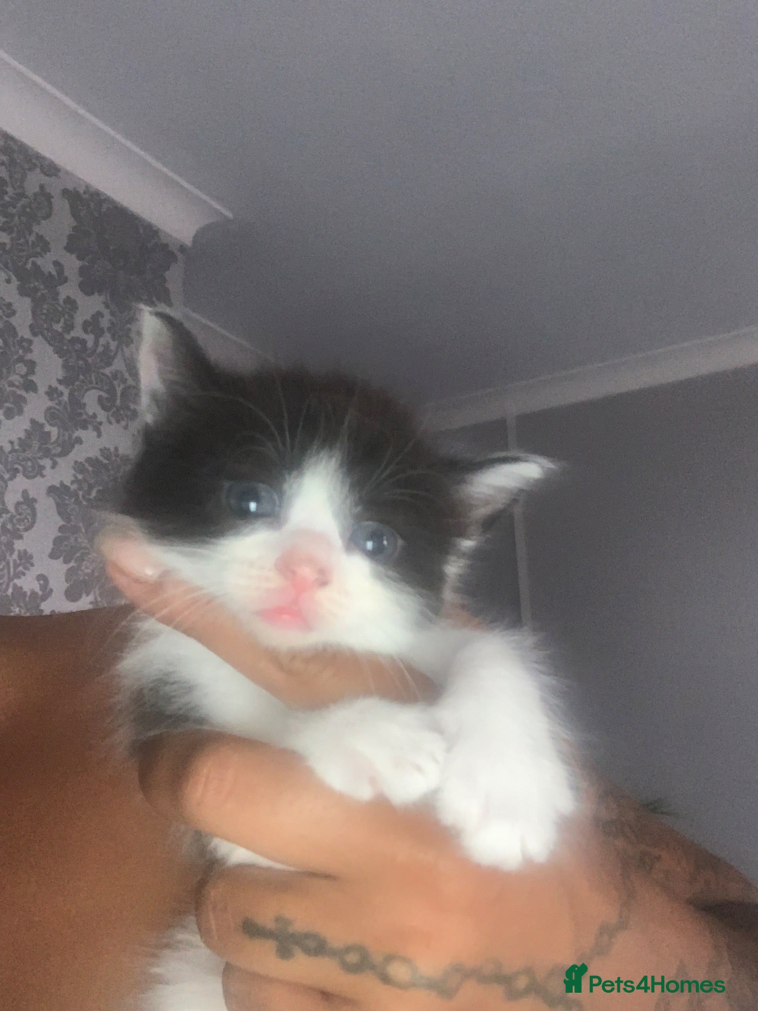 Mixed Breed cats Mixed Russian blue  - Advert 17