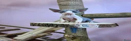 Devon Rex cats for sale: Beautiful pure Devon Rex kittens  - Advert 28