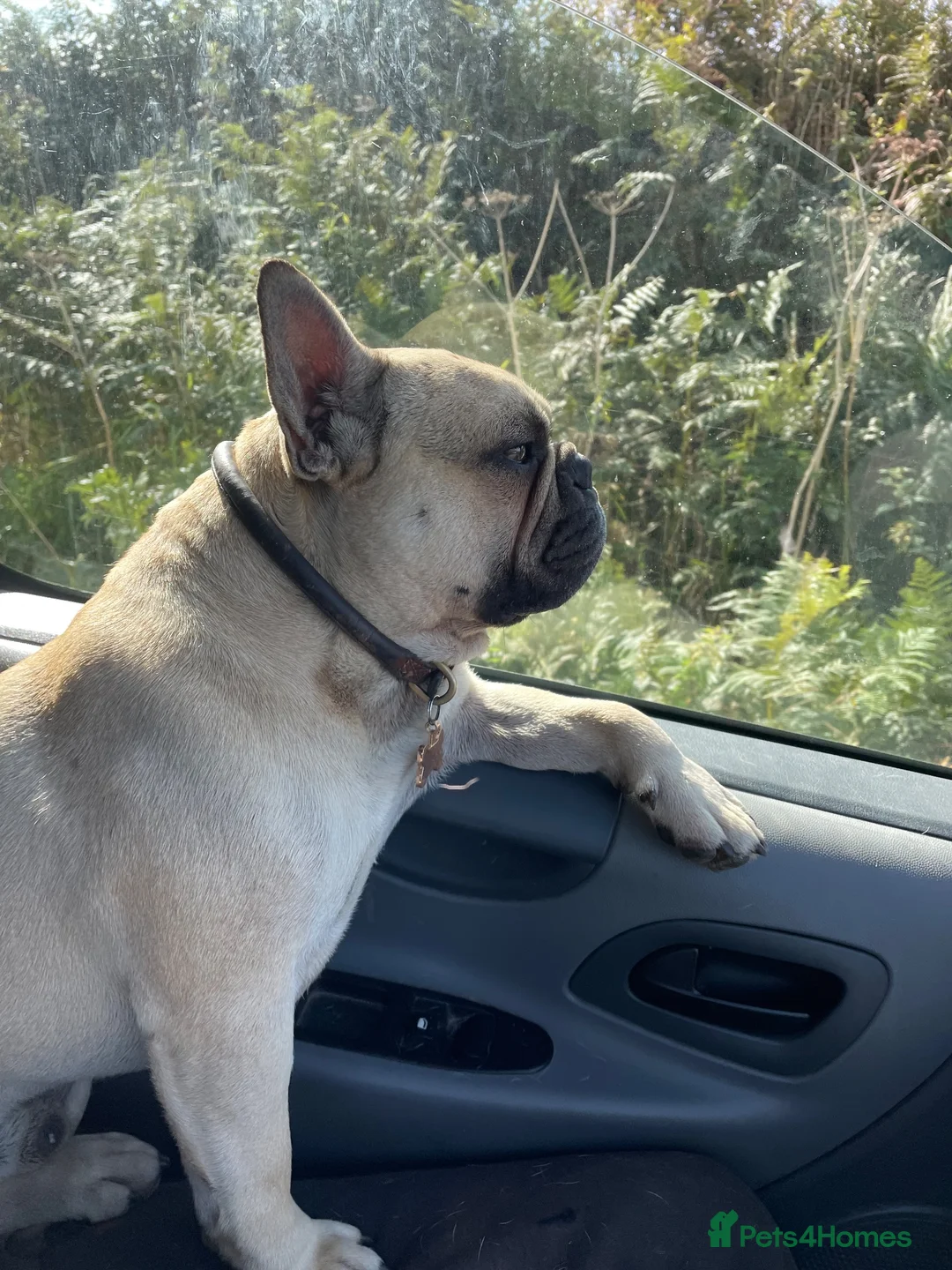 French Bulldog dogs for stud: Seashore Rocks - Advert 4