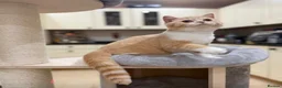 British Shorthair cats for sale: READY NEXT WEEK - FULL PEDIGREE REGISTERED BSH - Advert 13