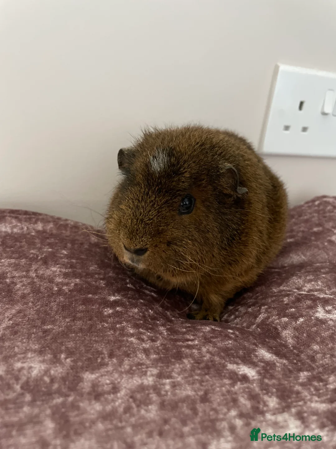 Guinea Pig rodents for sale: Female guinea pig  in Stonehouse - Advert 2