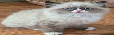 Ragdoll Kitten 1