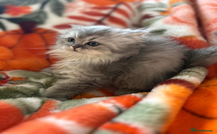 Scottish Fold cats - Advert 2