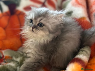 Scottish Fold cats - Advert 33