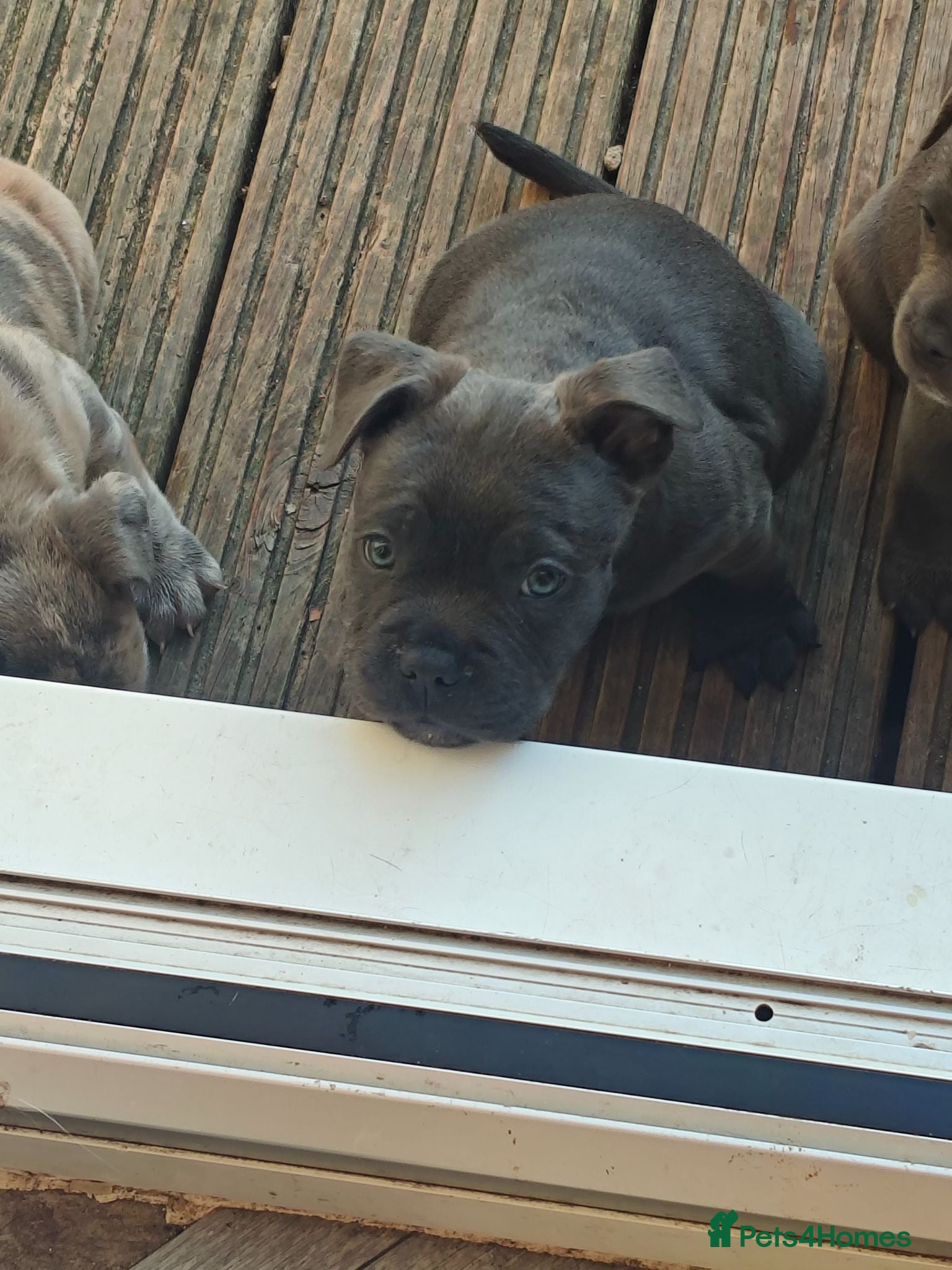 Mixed Breed dogs Frenchie X staff ready today last boy left  - Advert 6