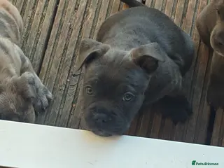 Mixed Breed dogs Frenchie X staff ready today last boy left - Advert 4