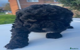 Maltipoo dogs for sale: F1B maltipoo - Image 22