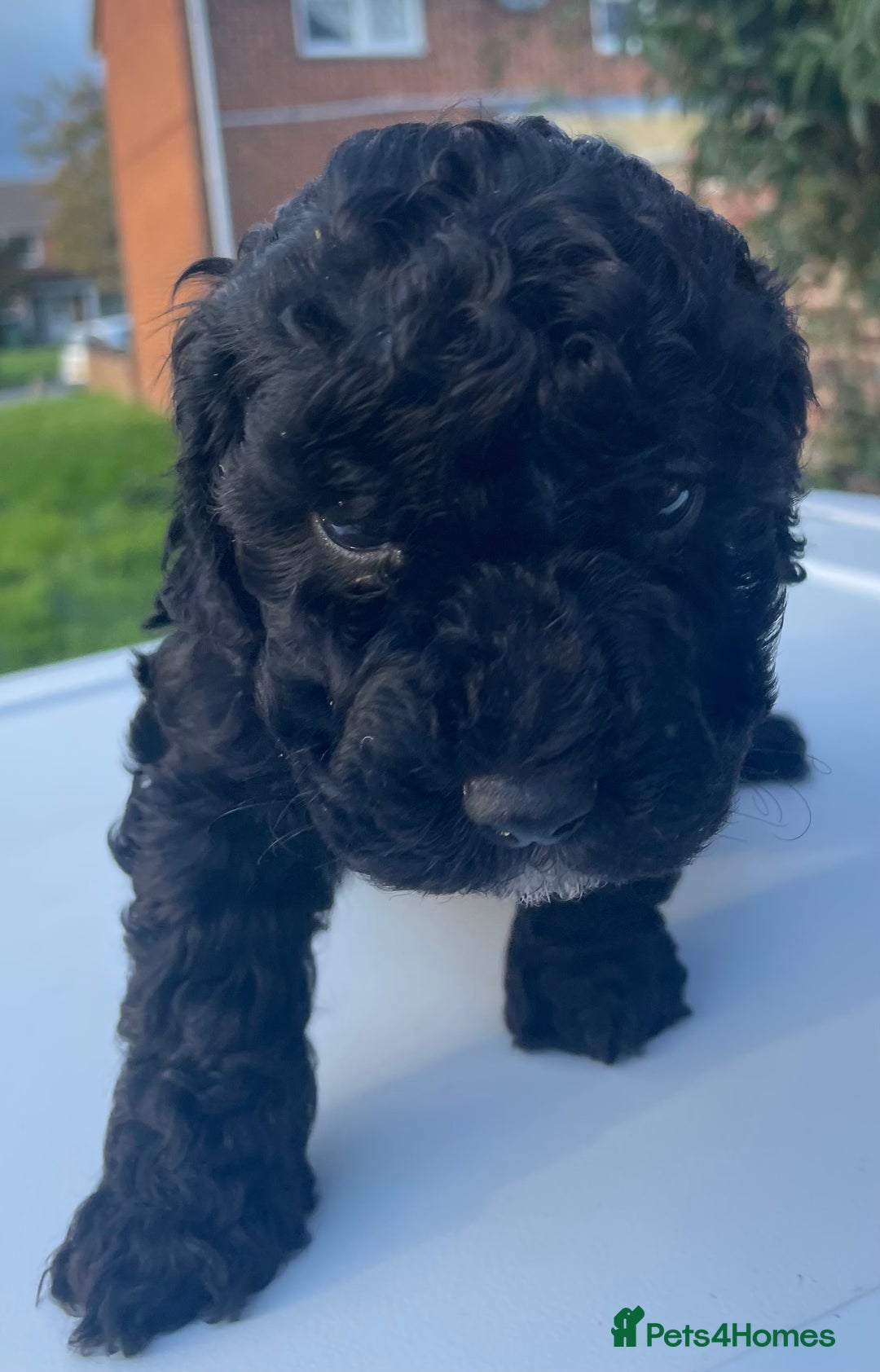 Maltipoo dogs for sale: F1B maltipoo - Image 22