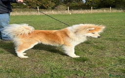 Japanese Akita Inu dogs for sale: Stunning Longcoat  - Image 1