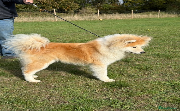 Japanese Akita Inu dogs - Advert 1