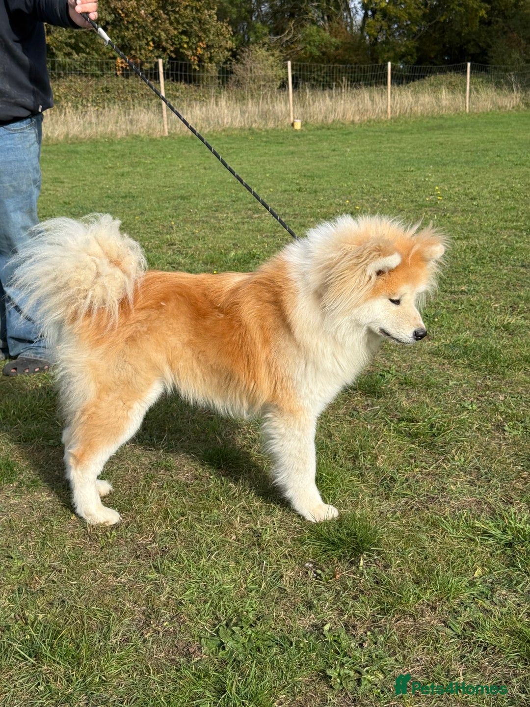 Japanese Akita Inu dogs for sale: Stunning Longcoat  - Image 1