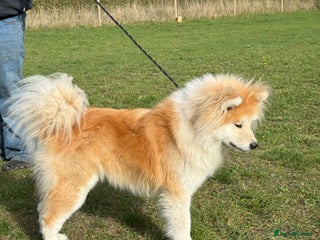 Japanese Akita Inu dogs - Advert 1