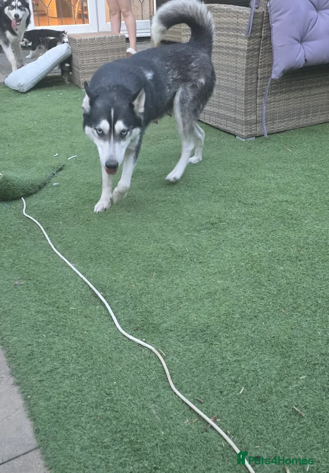 Siberian Husky dogs for sale: 4 beautiful huskies for sale in Dagenham - Advert 1