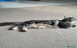 Norwegian Forest Cat cats for sale: Norwegian forest x kittens - Image 7